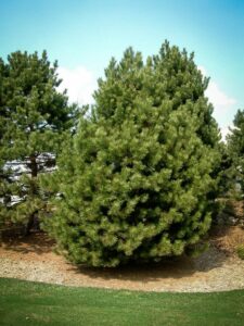 Сосна Чёрная (Pinus Nigra) купить по цене от 270.00р. в интернет-магазине «Посадика» с доставкой почтой в в Южно-Сахалинске и по всей России – [изображение №1].