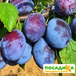 Слива Чачакская ранняя купить по цене от 229.00р. в интернет-магазине «Посадика» с доставкой почтой в в Южно-Сахалинске и по всей России – [изображение №1].