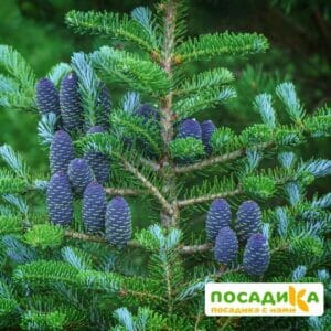 Пихта корейская (Abies koreana) купить по цене от 450.00р. в интернет-магазине «Посадика» с доставкой почтой в в Южно-Сахалинске и по всей России – [изображение №1].