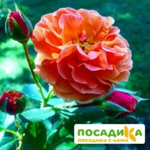 Роза Арабия купить по цене от 350.00р. в интернет-магазине «Посадика» с доставкой почтой в в Южно-Сахалинске и по всей России – [изображение №1].