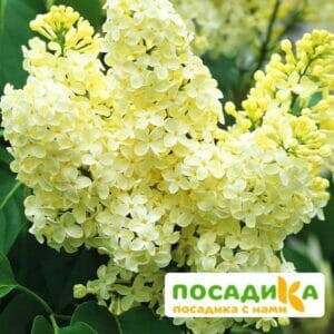 Сирень Примроуз (Primrose) купить по цене от 529.00р. в интернет-магазине «Посадика» с доставкой почтой в в Южно-Сахалинске и по всей России – [изображение №1].