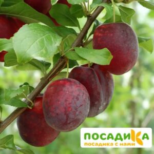 Слива Виола (Самоплодный сорт) купить по цене от 360р. в интернет-магазине «Посадика» с доставкой почтой в в Южно-Сахалинске и по всей России – [изображение №1].