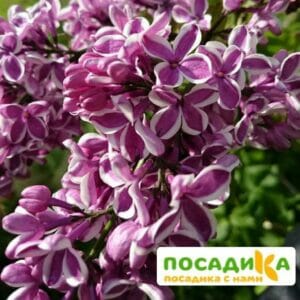 Сирень Сенсация купить по цене от 529.00р. в интернет-магазине «Посадика» с доставкой почтой в в Южно-Сахалинске и по всей России – [изображение №1].