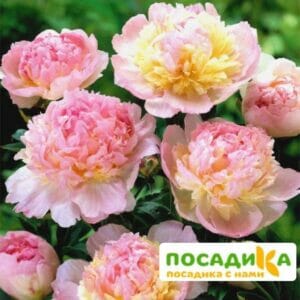 Пион Распберри Сандей (Paeonia Raspberry Sundae) купить по цене от 959р. в интернет-магазине «Посадика» с доставкой почтой в в Южно-Сахалинске и по всей России – [изображение №1].