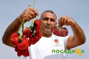 Клубника Гигант Джорнея купить по цене от 266р. в интернет-магазине «Посадика» с доставкой почтой в в Южно-Сахалинске и по всей России – [изображение №1].