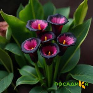 Калла Аура Лейс купить по цене от 400р. в интернет-магазине «Посадика» с доставкой почтой в в Южно-Сахалинске и по всей России – [изображение №1].