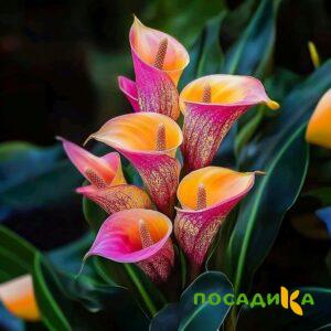 Калла Оникс купить по цене от 450р. в интернет-магазине «Посадика» с доставкой почтой в в Южно-Сахалинске и по всей России – [изображение №1].