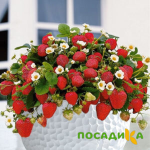 Клубника Рубиновый Шепот (горшечная) купить по цене от 240р. в интернет-магазине «Посадика» с доставкой почтой в в Южно-Сахалинске и по всей России – [изображение №1].