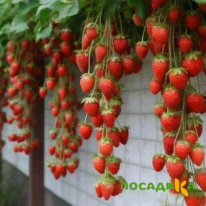 Клубника вьющаяся Комплимент купить по цене от 470р. в интернет-магазине «Посадика» с доставкой почтой в в Южно-Сахалинске и по всей России – [изображение №1].