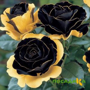 Роза Ханни Сикл купить по цене от 700р. в интернет-магазине «Посадика» с доставкой почтой в в Южно-Сахалинске и по всей России – [изображение №1].