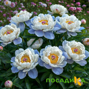 Пион акварельный Этюд купить по цене от 806р. в интернет-магазине «Посадика» с доставкой почтой в в Южно-Сахалинске и по всей России – [изображение №1].
