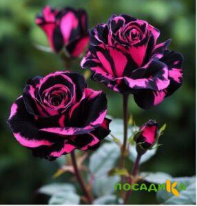 Роза Багровый Шепот купить по цене от 366р. в интернет-магазине «Посадика» с доставкой почтой в в Южно-Сахалинске и по всей России – [изображение №1].