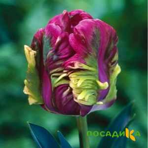 Тюльпан Экзотик Хэвен купить по цене от 186р. в интернет-магазине «Посадика» с доставкой почтой в в Южно-Сахалинске и по всей России – [изображение №1].