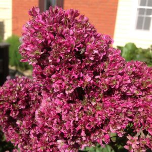 Флокс Филингс купить по цене от 329р. в интернет-магазине «Посадика» с доставкой почтой в в Южно-Сахалинске и по всей России – [изображение №1].