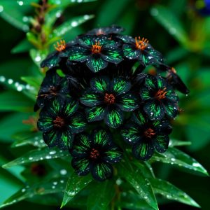 Флокс Ривьера купить по цене от 299р. в интернет-магазине «Посадика» с доставкой почтой в в Южно-Сахалинске и по всей России – [изображение №1].