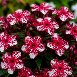 Флокс Ливер Гриммер купить по цене от 590р. в интернет-магазине «Посадика» с доставкой почтой в в Южно-Сахалинске и по всей России – [изображение №1].