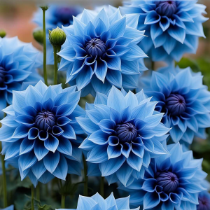 Георгин Вижапе купить по цене от 699р. в интернет-магазине «Посадика» с доставкой почтой в в Южно-Сахалинске и по всей России – [изображение №1].